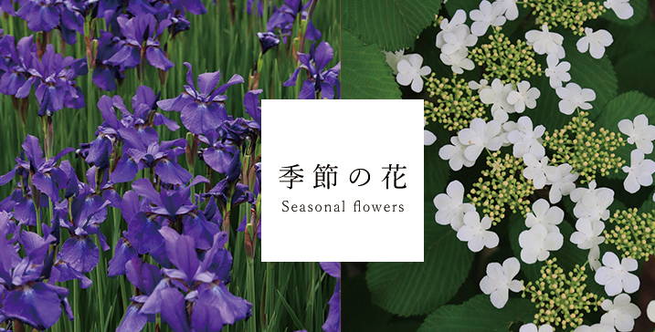 季節の花