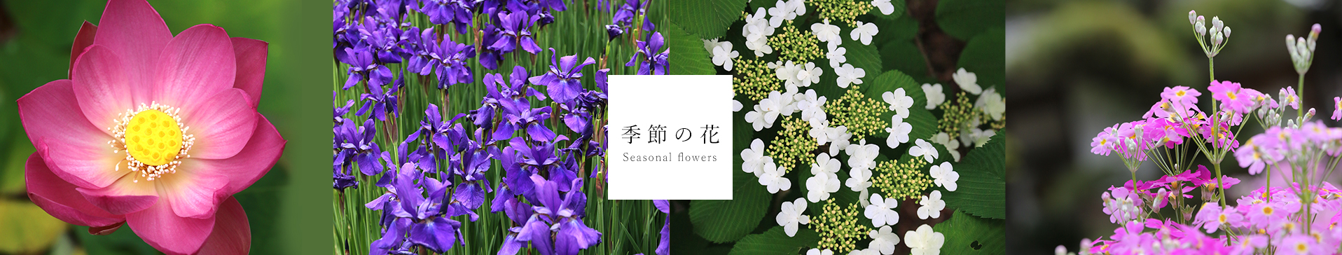 季節の花